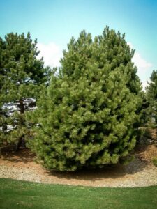 Сосна Чёрная (Pinus Nigra) купить по цене от 270.00р. в интернет-магазине «Посадика» с доставкой почтой в в Мегионе и по всей России – [изображение №1].