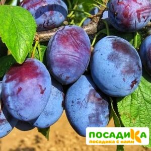 Слива Чачакская ранняя купить по цене от 229.00р. в интернет-магазине «Посадика» с доставкой почтой в в Мегионе и по всей России – [изображение №1].