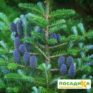 Пихта корейская (Abies koreana) купить по цене от 450.00р. в интернет-магазине «Посадика» с доставкой почтой в в Мегионе и по всей России – [изображение №1].