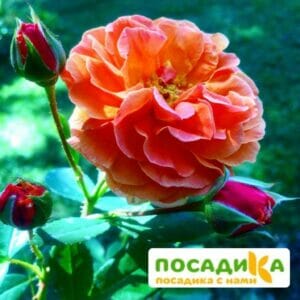 Роза Арабия купить по цене от 350.00р. в интернет-магазине «Посадика» с доставкой почтой в в Мегионе и по всей России – [изображение №1].