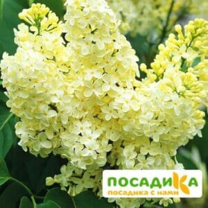 Сирень Примроуз (Primrose) купить по цене от 529.00р. в интернет-магазине «Посадика» с доставкой почтой в в Мегионе и по всей России – [изображение №1].