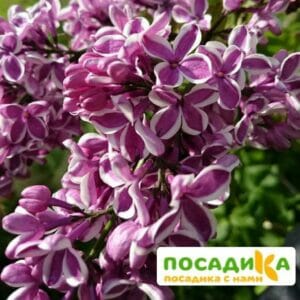 Сирень Сенсация купить по цене от 529.00р. в интернет-магазине «Посадика» с доставкой почтой в в Мегионе и по всей России – [изображение №1].