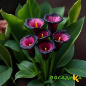 Калла Аура Лейс купить по цене от 400р. в интернет-магазине «Посадика» с доставкой почтой в в Мегионе и по всей России – [изображение №1].