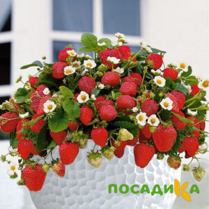 Клубника Рубиновый Шепот (горшечная) купить по цене от 240р. в интернет-магазине «Посадика» с доставкой почтой в в Мегионе и по всей России – [изображение №1].
