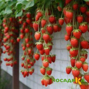 Клубника вьющаяся Комплимент купить по цене от 470р. в интернет-магазине «Посадика» с доставкой почтой в в Мегионе и по всей России – [изображение №1].