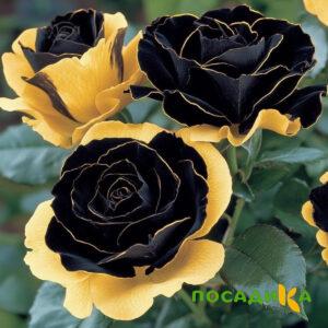 Роза Ханни Сикл купить по цене от 700р. в интернет-магазине «Посадика» с доставкой почтой в в Мегионе и по всей России – [изображение №1].