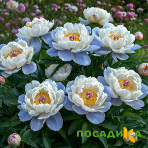 Пион акварельный Этюд купить по цене от 806р. в интернет-магазине «Посадика» с доставкой почтой в в Мегионе и по всей России – [изображение №1].