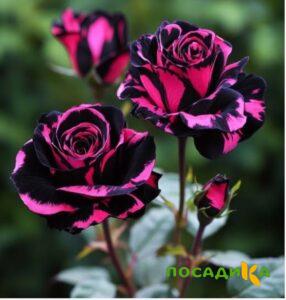 Роза Багровый Шепот купить по цене от 366р. в интернет-магазине «Посадика» с доставкой почтой в в Мегионе и по всей России – [изображение №1].