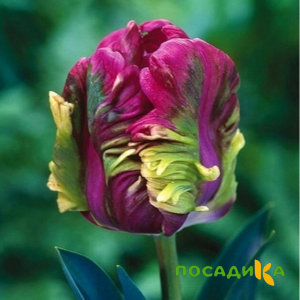 Тюльпан Экзотик Хэвен купить по цене от 186р. в интернет-магазине «Посадика» с доставкой почтой в в Мегионе и по всей России – [изображение №1].