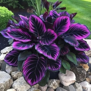 Хоста Люминоза купить по цене от 450р. в интернет-магазине «Посадика» с доставкой почтой в в Мегионе и по всей России – [изображение №1].