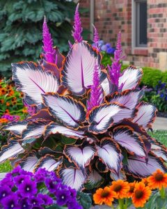 Хоста Кримэн Дрим купить по цене от 549р. в интернет-магазине «Посадика» с доставкой почтой в в Мегионе и по всей России – [изображение №1].