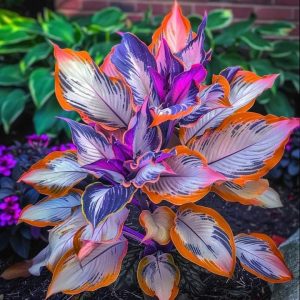 Хоста Эмеральд Тиара купить по цене от 602р. в интернет-магазине «Посадика» с доставкой почтой в в Мегионе и по всей России – [изображение №1].