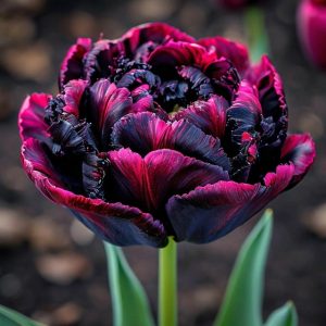 Тюльпан Фламинго купить по цене от 500р. в интернет-магазине «Посадика» с доставкой почтой в в Мегионе и по всей России – [изображение №1].