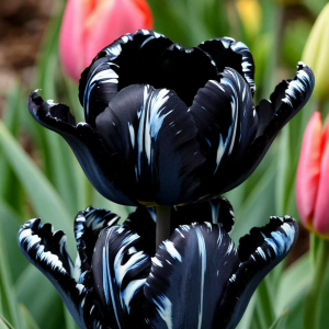 Тюльпан Шелк Нуар купить по цене от 219р. в интернет-магазине «Посадика» с доставкой почтой в в Мегионе и по всей России – [изображение №1].