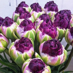 Тюльпан Анаконда купить по цене от 450р. в интернет-магазине «Посадика» с доставкой почтой в в Мегионе и по всей России – [изображение №1].