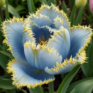 Тюльпан Махровый Амплуа купить по цене от 199р. в интернет-магазине «Посадика» с доставкой почтой в в Мегионе и по всей России – [изображение №1].