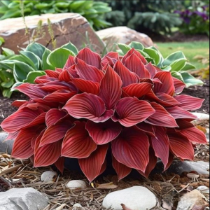 Хоста Малыш Шедевр купить по цене от 421р. в интернет-магазине «Посадика» с доставкой почтой в в Мегионе и по всей России – [изображение №1].