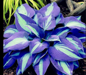 Хоста Аурелия купить по цене от 450р. в интернет-магазине «Посадика» с доставкой почтой в в Мегионе и по всей России – [изображение №1].